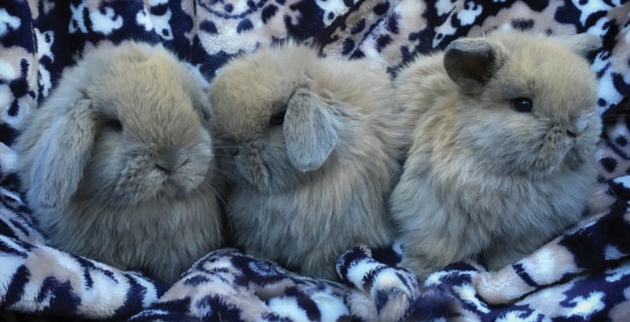 Rabbitry Registration